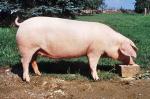German Landrace - pig breeds | goris jishebi | ღორის ჯიშები